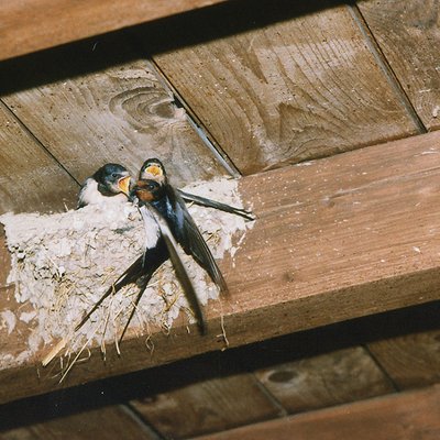 Rauchschwalbeneltern fuettern ihre Jungen auf dem Nest.