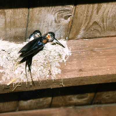 Rauchschwalbeneltern fuettern ihre Jungen auf dem Nest.