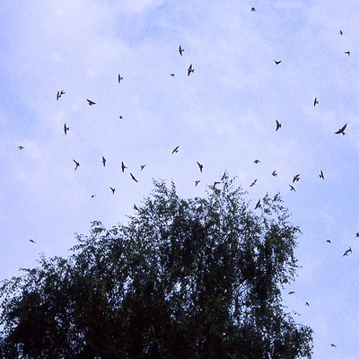 Rauch- und Mehlschwalben im Flug.