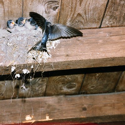 Rauchschwalbeneltern fuettern ihre Jungen auf dem Nest.