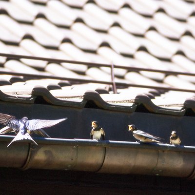 Rauchschwalben, Fütterung ausserhalb vom Nest.