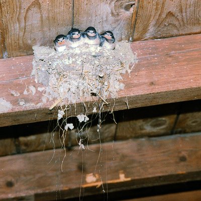 Junge Rauchschwalben auf dem Nest.