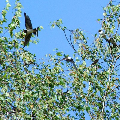 Schwalben flugfähig und selbständig.