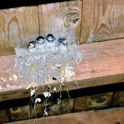 Junge Rauchschwalben auf dem Nest.